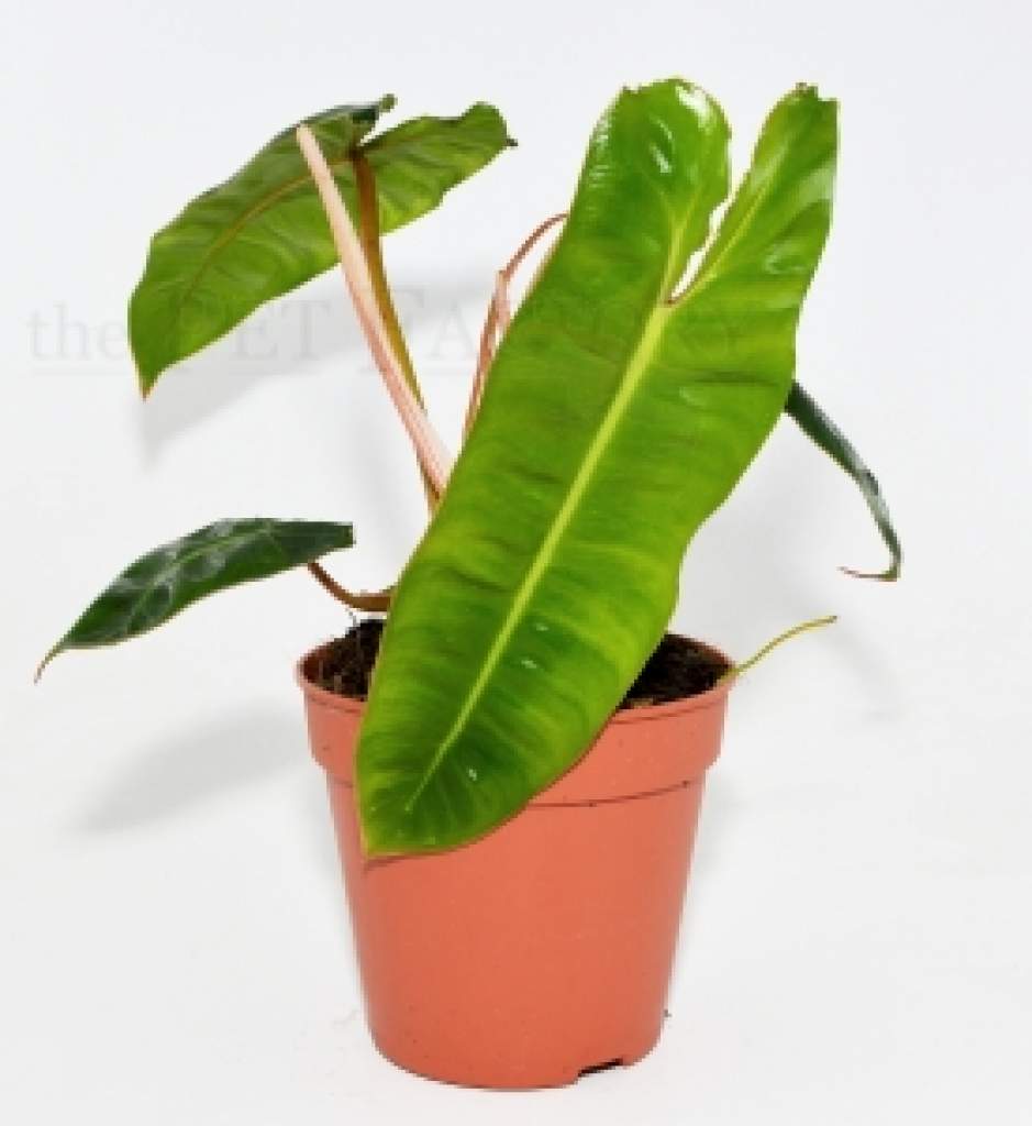 Philodendron billietiae
